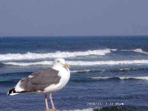 Image of 11020004.jpg