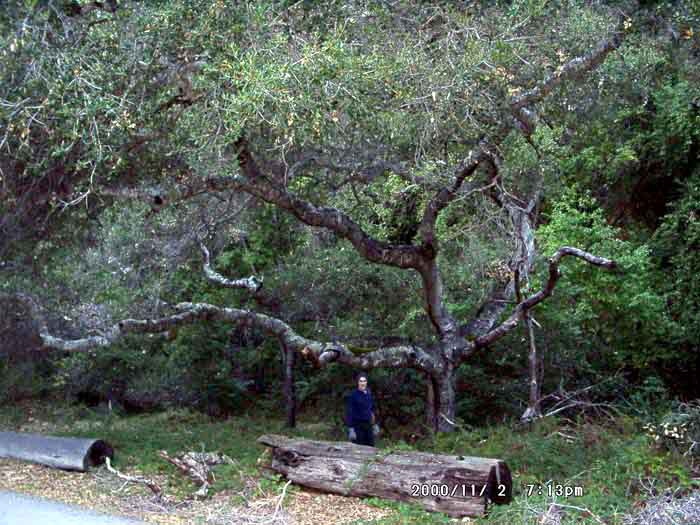 Image of 11020080.jpg