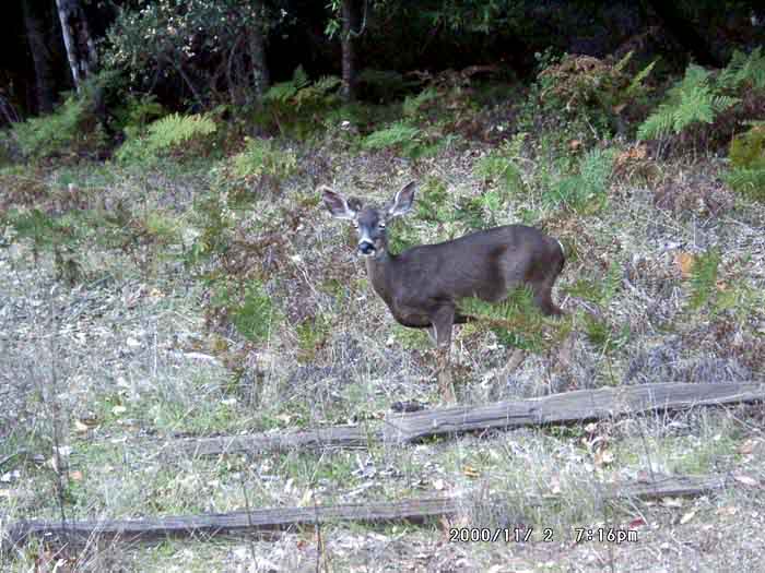 Image of 11020083.jpg